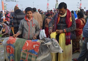 Inilah Alasan Umat Hindu di India Memuja Sapi Laksana Tuhan