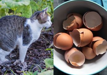 Cuma Bermodal Kulit Telur, Begini Cara Ampuh Mencegah Kucing Liar Kencing dan Buang Kotoran Sembarangan di Halaman Rumah
