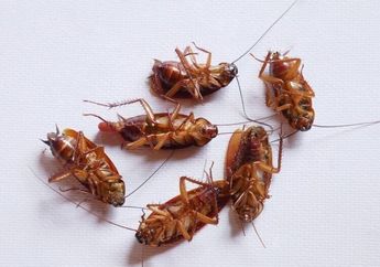 Alhamdulillah Ketemu Cara Ampuh Usir Kecoak, Cuma Pakai Daun Salam dan 2 Bahan Ini Saja Sudah Kabur Sendiri
