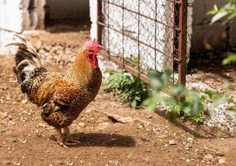 Daripada Ribut Gegara Ayam, Coba Tanam 4 Tanaman Ini di Pekarangan Rumah Agar Ayam Tetangga Gak Masuk Halaman Lagi