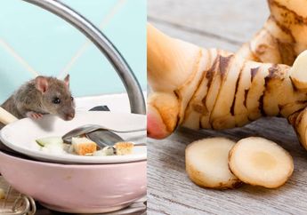 Tikus Ternyata Takut Kencur! Akhirnya Tak Perlu Lagi Keluar Uang Buat Beli Racun atau Lem Tikus