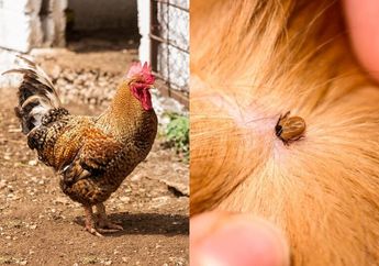 Kasih Tahu yang Pelihara Ayam, Cara Membasmi Gurem yang Sudah Menyebar, Gunakan Daun Sirih, Cuka dan Air Jeruk