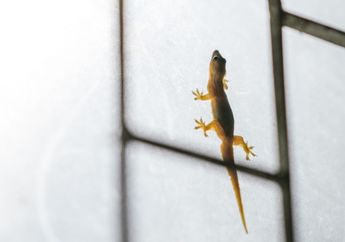 Sering Bingung Trik Ampuh Usir Cicak dari Kamar, Rahasianya Ternyata Pakai Bumbu Dapur Ini