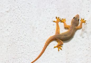 Ekornya Sampai Putus, Cicak Takut dengan Bahan dari Dapur Ini, Gak Perlu Bilang Wus Wus Kalau Ada di Kamar