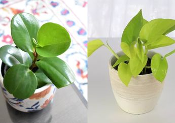 5 Tanaman Low Maintenance yang Bisa Hidup dalam Ruangan Remang