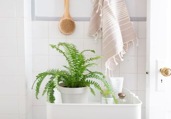 Letakkan 2 Tanaman Ini di Kamar Mandi Bisa Usir Bau Enggak Sedap!