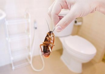 Bukannya Senang, Ini Akibatnya Kalau Sering Buang Kecoak Hidup-hidup ke Kloset Kamar Mandi, Satu Keluarga Pasti Nyesel