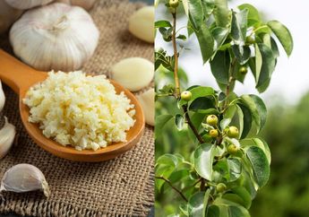 Tak Perlu Beli, Cara Hemat Basmi Kutu Putih Pada Daun Tanaman Bisa Pakai Bawang Putih dan Minyak Jenis Ini, Hilang Seketika