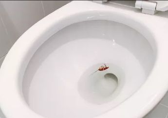 Enggak Nyangka, Ini Jadinya Kalau Nekat Buang Kecoak ke Lubang Kloset, 1 Fakta ini Pasti Bikin Tercengang