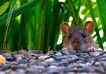 Tanpa Beli Racun, Tikus Takut dengan 3 Tanaman Hias Ini, Cukup Tanam di Belakang Rumah Aja