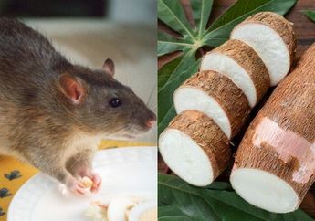 Yang Ada Tikus di Rumahnya Harus Tahu, Begini Cara Bikin Racun Tikus dari Bahan Alami Cuma Pakai Singkong