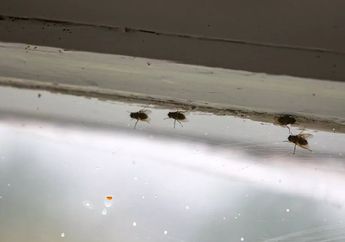 Baru Tahu Hari Ini, Lalat yang Suka Beterbangan di Dalam Rumah Ternyata Bisa Dibasmi Pakai Cuka, Begini Caranya