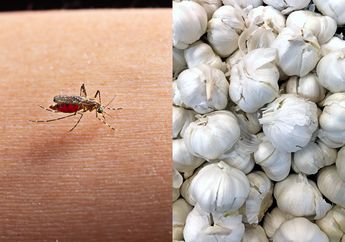Gonta-ganti Obat Nyamuk Enggak Berhasil, Coba Pakai Bawang Putih untuk Mengusir Nyamuk dari Kamar saat Musim Hujan