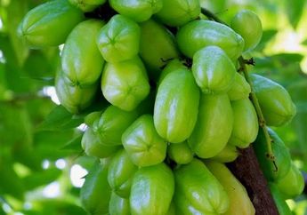 Bukan Cuma Buat Sayur Asem, Belimbing Wuluh Ternyata Punya Segudang Manfaat, Salah Satunya Bisa Cegah Penuaan Dini