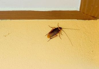 Cara Murah Mengusir Kecoa Agar Tidak Muncul di Dapur Lagi, Modalnya Bahan Makanan yang Sering Jadi Lalapan Ini