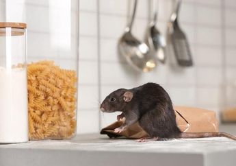 Pakai Racun Malah Jadi Bangkai, Mending Usir Tikus yang Sering Berkeliaran Pakai Bahan Dapur Ini, Tidak Akan Berani Datang Lagi