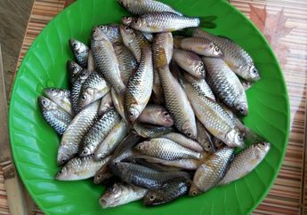 Manfaat Ikan Wader, Ikan Lokal Indonesia yang Ampuh jadi Penangkal Stunting