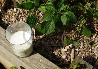 Iseng-iseng Tuang Susu di Atas Pot di Depan Rumah, Belum Ada 24 Jam Sudah Syok Lihat Kondisi Kebun, Ada Apa?