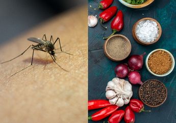 Nyamuk Benci 3 Bau dari Bahan Dapur Ini, Ampuh untuk Mengusir Nyamuk di Kamar Tanpa Obat