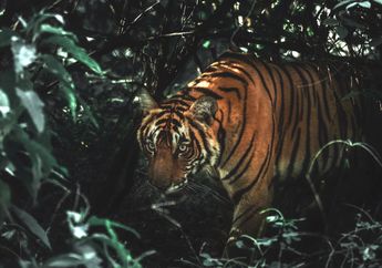 Kekuatan Khodam Macan Gunung Lawu, Sosok yang Jadi Penyeimbang Alam Gaib