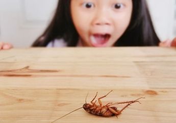 Cara Ampuh Basmi Kecoa Terbang Bermodal Daun Salam dan 2 Bahan Dapur Ini, Seisi Rumah Bakal Bersorak Bahagia Lihat Hasilnya