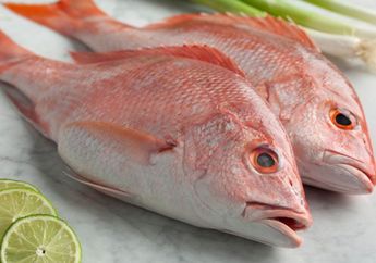 Khasiat Ikan Kakap Merah Ternyata Enggak Kaleng-kaleng, Tubuh akan Rasakan Hal Ini Jika Mengomsumsinya Secara Rutin