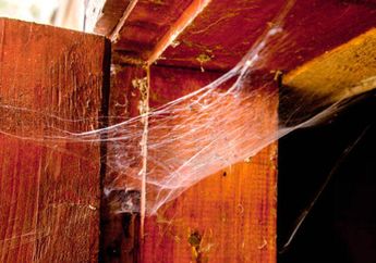 Sampai Disebut Rumah Hantu, Padahal Cara Membasmi dan Mencegah Sarang Laba-laba Muncul Cuma Butuh Disemprot 1 Bahan Dapur Ini