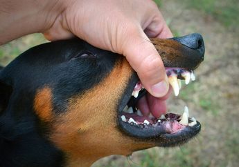 Arti Mimpi Digigit Anjing di Tangan, Bakal Ada yang Menyakiti Anda?