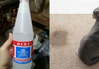 Cara Ampuh Menghilangkan Bau Pipis Kucing di Lantai dengan Bahan Dapur Ini
