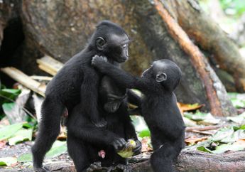 Selidik Jerit Bayi Yaki Sulawesi dalam Konflik di Cagar Alam Tangkoko