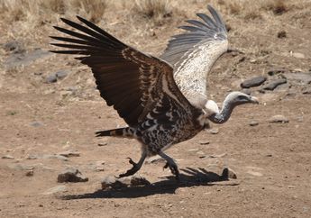 Ketika Burung Bangkai Afrika Mulai Menghilang, Bencana pun Mengintai