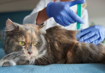 Penting untuk Kesehatan Hewan Peliharaan, Begini Cara Efektif Menghilangkan Kutu Kucing