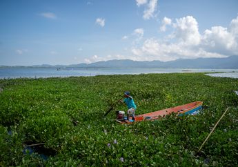 Spesies Asing Invasif Tondano: Di Balik Feature 'Best Edit' Nat Geo