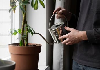 10 Tips Menumbuhkan Tanaman Subur Tanpa Pupuk, Perhatikan Cara Penyiramannya