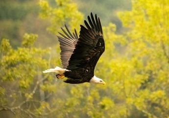 Jadi Simbol Nasional Amerika Serikat, Ini 5 Keistimewaan Burung Elang Botak