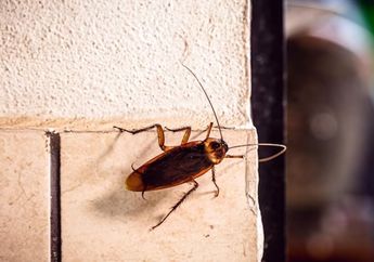 Cara Alami Membasmi Anak Kecoa, Bisa Pakai Daun Bayam hingga Gula