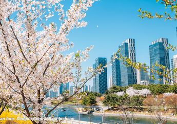 Lihat Bunga Sakura Bermekaran, Ini 3 Rekomendasi Destinasi Musim Sakura