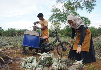 Nanas Mahkota Siak, Mengapa Mendukung Denyut Kelestarian di Lahan Gambut?