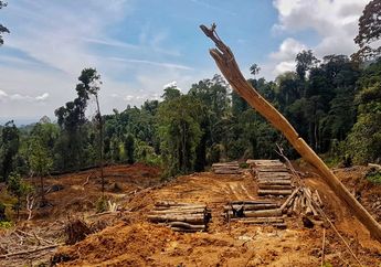 Ketika Hutan Sumatra Menjelma Perkebunan, Bagaimana Nasib Jaring Makanan?