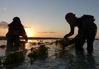 Inspirasi Praktik Budi Daya Rumput Laut Ramah Lingkungan dari NTT