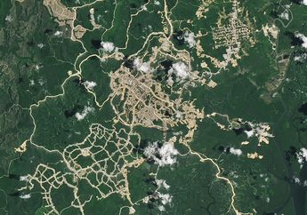 IKN di Dekat Hutan Kalimantan Bisa Ancam Kehidupan Satwa Liar