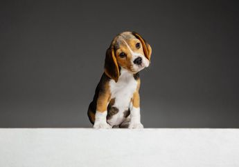 Kenapa Anjing Terkadang Memiringkan Kepalanya? #AkuBacaAkuTahu