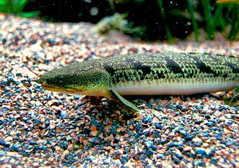 15 Fakta Menarik Ornate Bichir, Ikan Purba dengan Pola Tutul dari Afrika