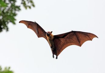 Mengenal Virus Nipah Mematikan yang Tersebar Dari Kelelawar Buah!