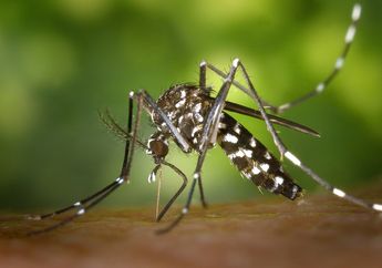 10 Alasan Kenapa Nyamuk Termasuk Serangga Berbahaya