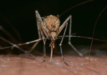6 Fakta Soal Virus Zika yang Harus Kita Tahu