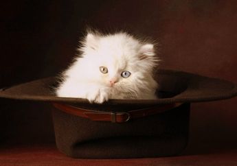 Aksi Si Meong Di Depan Laptop