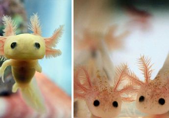 14 Bayi Hewan Langka yang Enggak Pernah Kita Lihat Sebelumnya. Imut Banget!