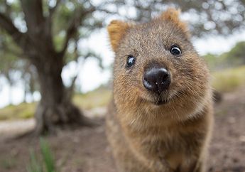 Yuk, Kenalan Sama Quokka, Hewan Super Imut yang Bakal Bikin Kita Gemas!