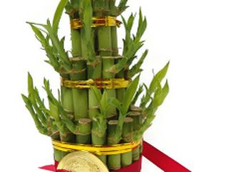 Bambu Tanaman Pembawa Keberuntungan